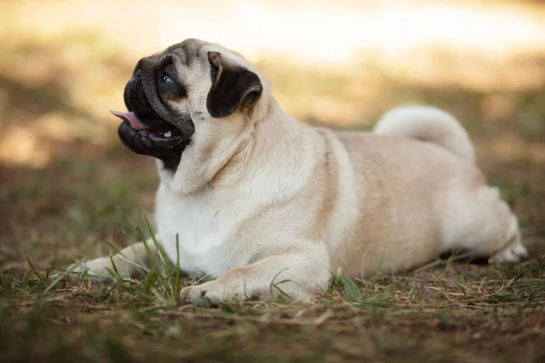 Pug köpek çim üzerinde yalan rahat — Stok fotoğraf