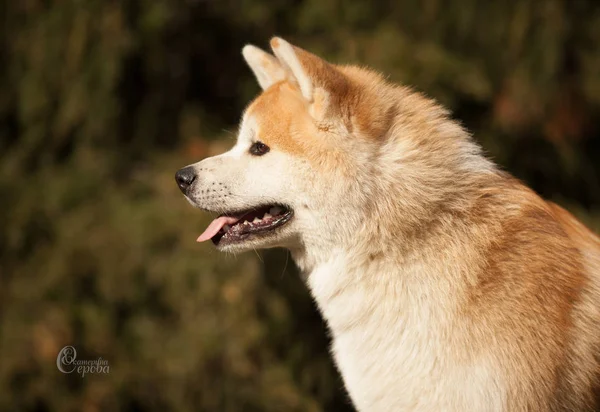 Aranyos kutya tenyészt japán akita inu portré — Stock Fotó