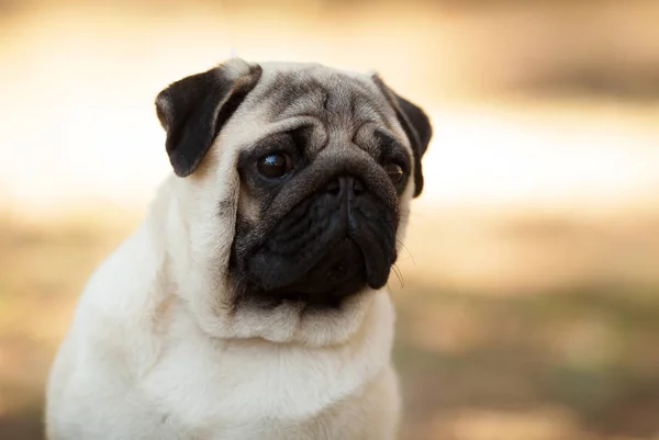 Raça cão pug belo retrato isolado na natureza Imagem De Stock