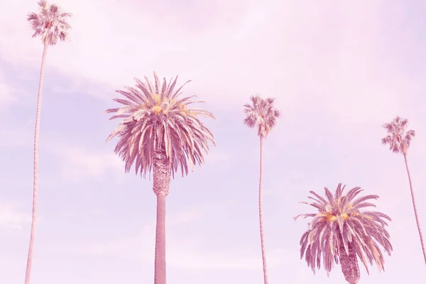 Retro california palms — Zdjęcie stockowe