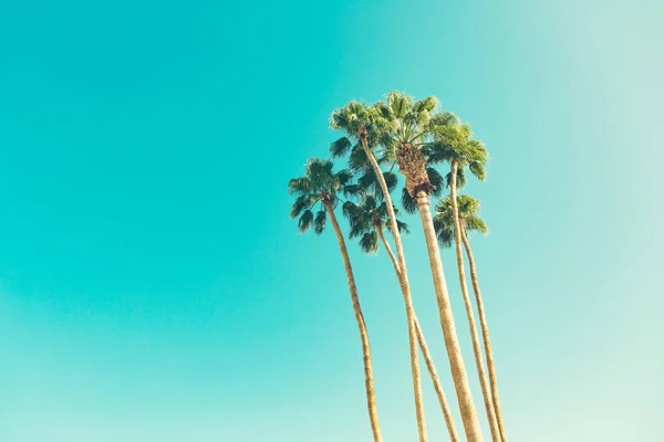 Retro california palms — Zdjęcie stockowe