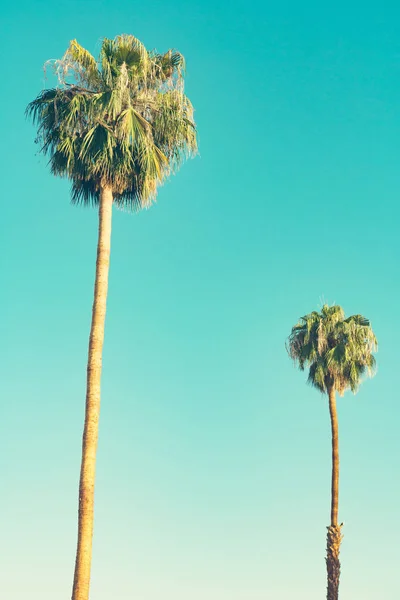 Retro california palms — Zdjęcie stockowe