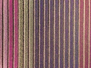 drone top view from colourful flower fields in . drone clipart