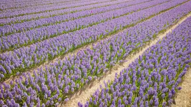 Campo de jacinto púrpura en los bajos fondos. mosca de dron — Vídeo de stock