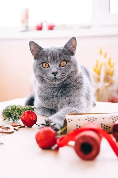 Vertikales Porträt einer grauen britischen Katze beim Betrachten einer Verpackung — Stockfoto
