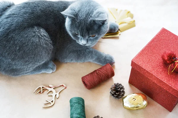 Porträt einer grauen britischen Katze beim Betrachten einer Verpackung von Weihnachtsgeschenken — Stockfoto
