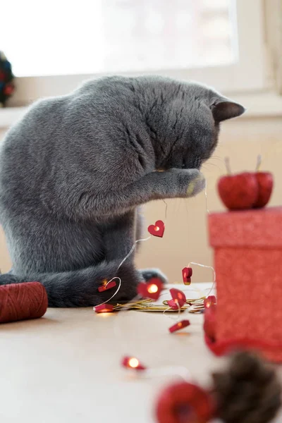 Gri İngiliz kedisi ve bayram sevgililer günü ve Noel hediyeleri — Stok fotoğraf