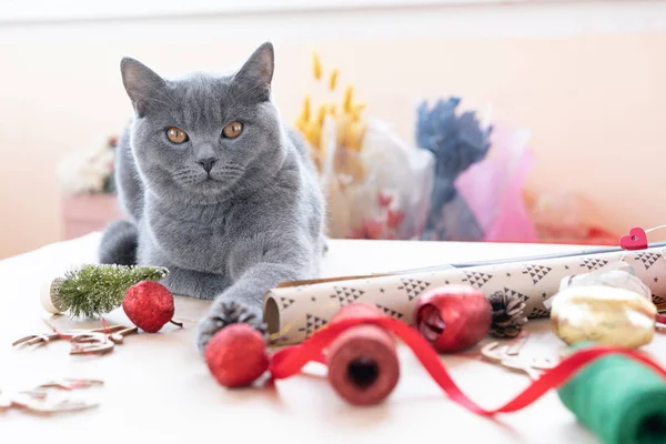 Yılbaşı hediyelerini izleyen gri bir İngiliz kedinin portresi. — Stok fotoğraf