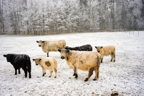 White and black curly cows walking on a snowy field in the Czech mountains — Stock Photo, Image