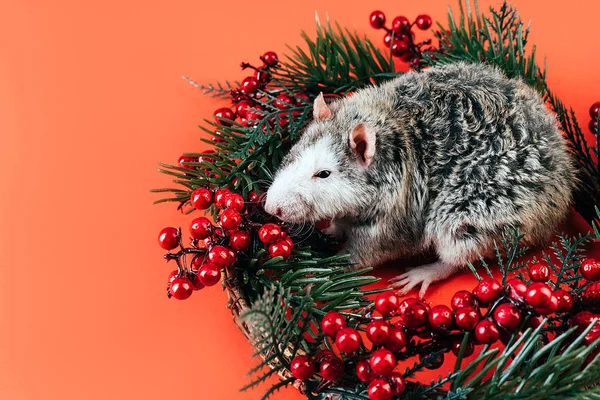 Gri-beyaz güzel safkan sıçan Noel çelenginde oturuyor — Stok fotoğraf