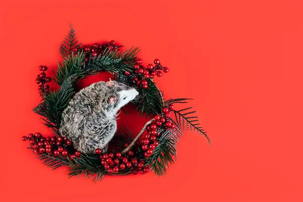 Rato puro-sangue bonito cinza-branco que põe em uma grinalda de Natal — Fotografia de Stock
