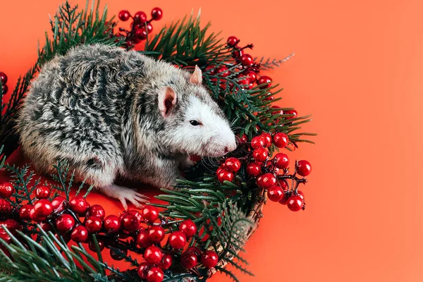 Gri-beyaz güzel safkan sıçan Noel çelenginde oturuyor — Stok fotoğraf