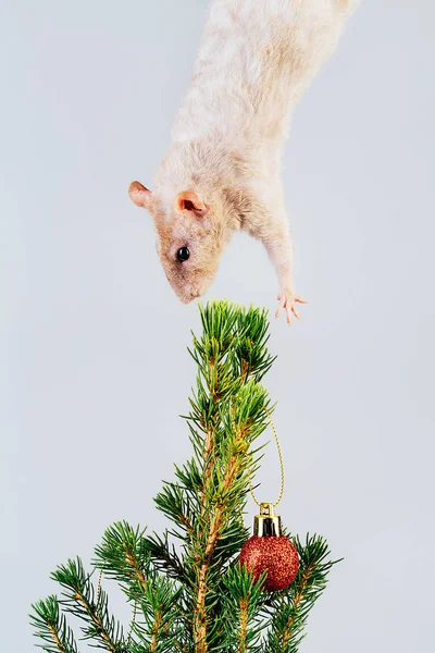 Beyaz safkan sıçan Noel ağacının üstünde asılı duruyor. — Stok fotoğraf