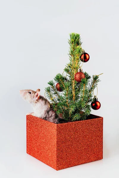 Rato puro-sangue branco saltando de uma caixa com árvore de natal — Fotografia de Stock