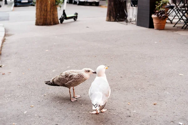 Dos gaviotas caminando sobre el asfalto en la ciudad. Concepto de amor — Foto de Stock