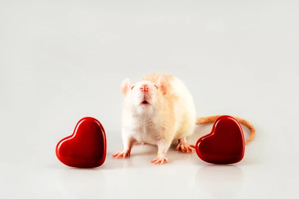 A light beige rat sitting with with two heart — Stock Photo, Image