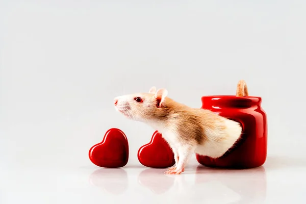 一只米色的老鼠，坐在红色的烛台上，有心形的窗户 免版税图库图片