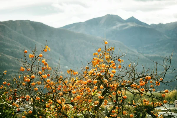 Persimmon tree in the mountains. Swiss Alps. Mountain autumn landscape 免版税图库照片