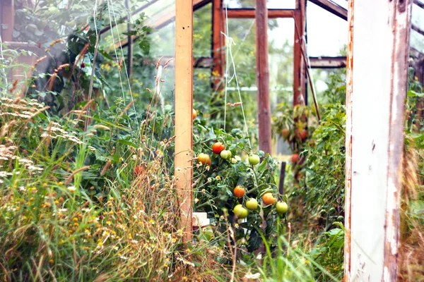 Hemmagjorda rustika växthus av glas och gamla brädor — Stockfoto