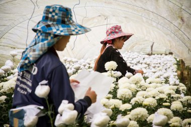 Chiang Mai, Tayland, - 23 Ekim 2014 : Tanımlanamayan isim tr