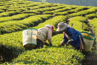 Chiangrai, Tayland - 21 Aralık 2013 : Tanımlanamayan isim wo