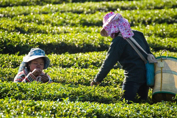 Chiangrai, Thailandia - 21 dicembre 2013: nome non identificato wo — Foto Stock