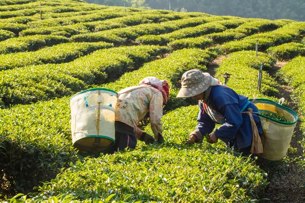 Chiangrai, Tayland - 21 Aralık 2013 : Tanımlanamayan isim wo