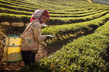 Chiangrai, Tayland - 21 Aralık 2013 : Tanımlanamayan isim wo