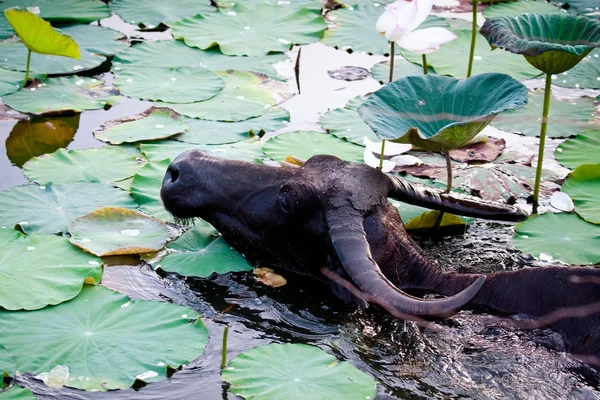 Lotus göletinde büyük bir su bufalosu — Stok fotoğraf
