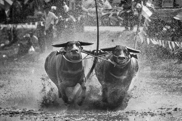 Chonburi, Tayland - 29 Haziran 2014 : Geleneksel buffalo yarışı C — Stok fotoğraf