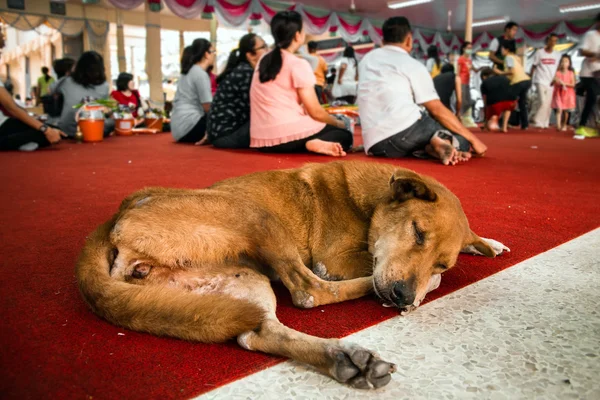 Samut Prakan, Thailand - January, 01, 2016 : Dog was sleeping in — Stock Fotó