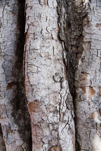 Gros plan peau fissurée du tronc de l'arbre texture fond — Photo