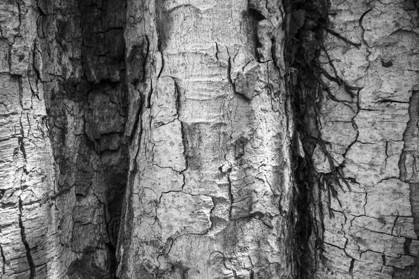 Närbild spruckna huden på stammen på trädet textur bakgrund — Stockfoto