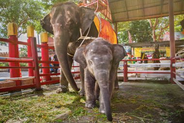 Tur ve bebek fil Ayothaya yüzen Market.Ayutthaya, Tayland, Tayland anne fil turistler için binmek