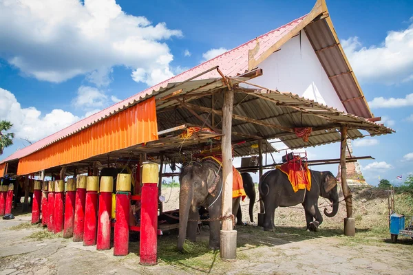法院的大象为游客乘坐旅游和婴儿大象在泰国大城浮 Market.Ayutthaya — 图库照片