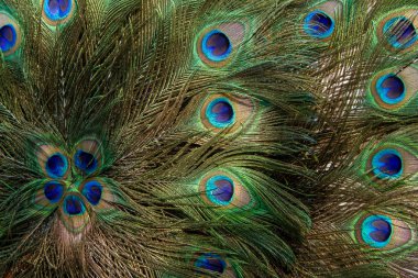 Göz kamaştırıcı kuyruk tüylerini sergileyen bir erkek tavus kuşunun yakın çekimi