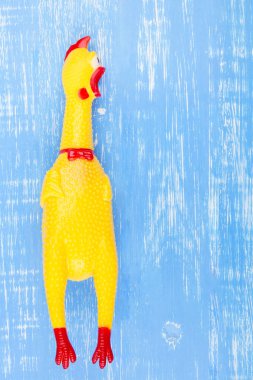 Toy yellow shrilling chicken on blue wooden background clipart
