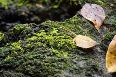 Taş yeşil ecek ile kuru yaprak