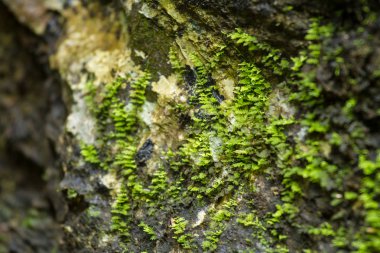 Taş yeşil ecek ile kuru yaprak.