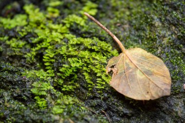 Taş yeşil ecek ile kuru yaprak