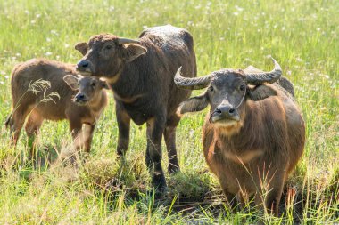Manda çayır doğa arka plan üzerinde çim yeme.