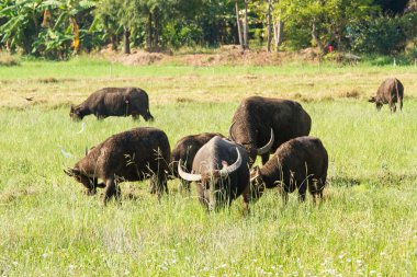 Manda çayır doğa arka plan üzerinde çim yeme.