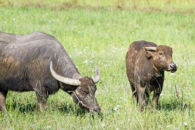 Manda çayır doğa arka plan üzerinde çim yeme.