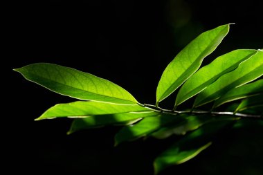 Sabah saat taze yaprak yeşil parlayan güneş ışığı 