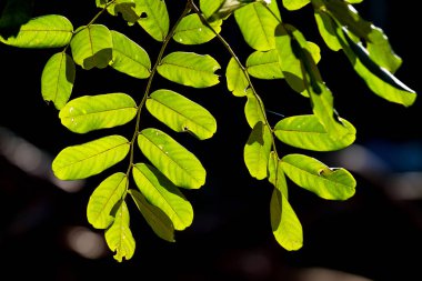 Sabah saat taze yaprak yeşil parlayan güneş ışığı 