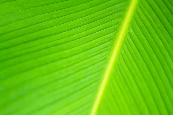 Gros plan vue naturelle de la feuille verte avec l'espace de copie utilisant comme natu — Photo