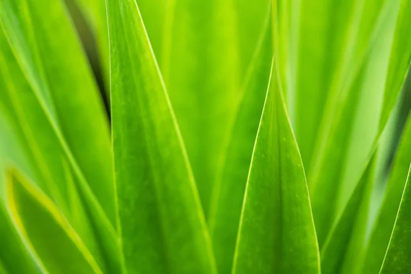 Closeup vista natural da folha verde com espaço de cópia usando como natu — Fotografia de Stock