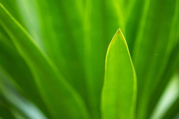Closeup vista natural da folha verde com espaço de cópia usando como natu — Fotografia de Stock