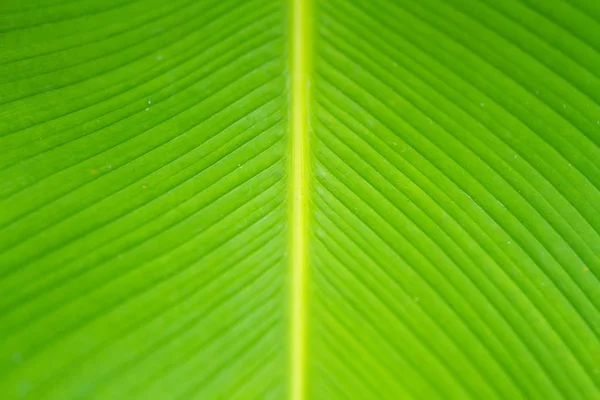 Detailní zobrazení zelený list s kopií prostoru pomocí jako natu — Stock fotografie