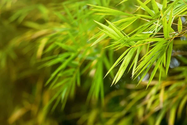 Hoja de bambú de primer plano en el jardín por la mañana.Enfoque selectivo — Foto de Stock